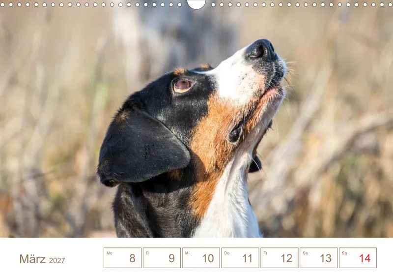 Entlebucher Sennenhunde/Wochenkalender