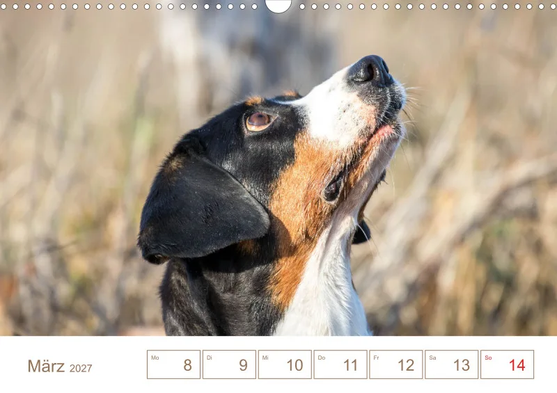 Entlebucher Sennenhunde/Wochenkalender