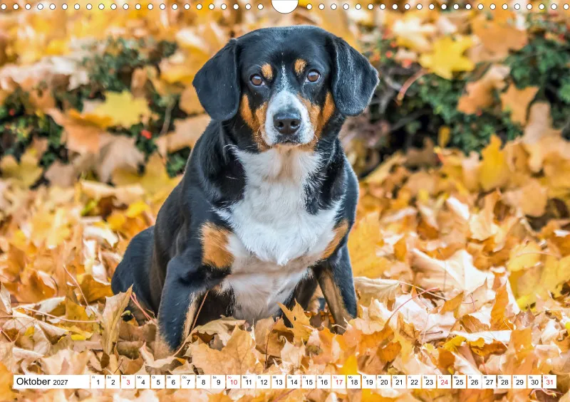 Entlebucher Sennenhund