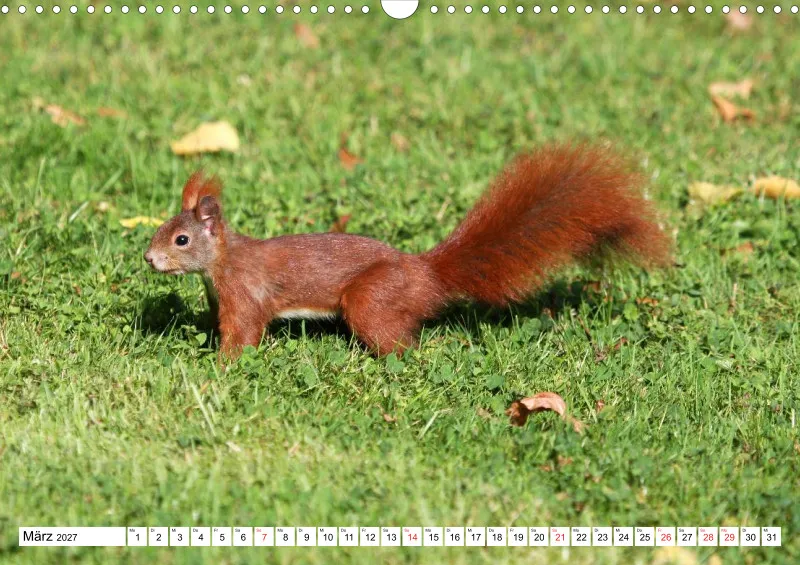 Eichhörnchen