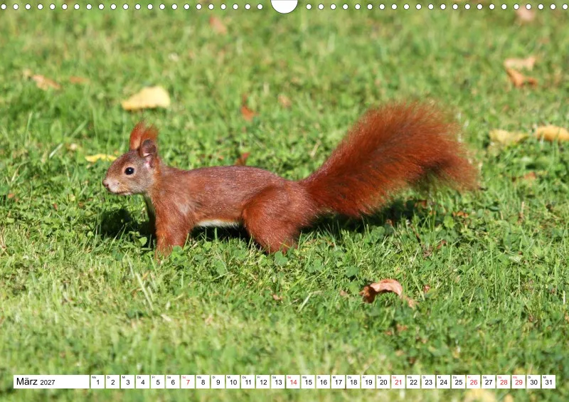 Eichhörnchen