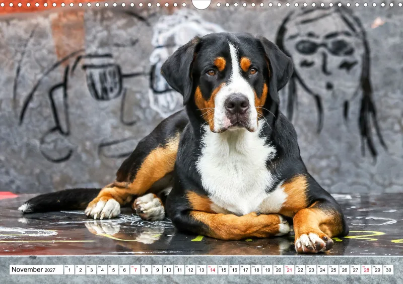 Grosser Schweizer Sennenhund
