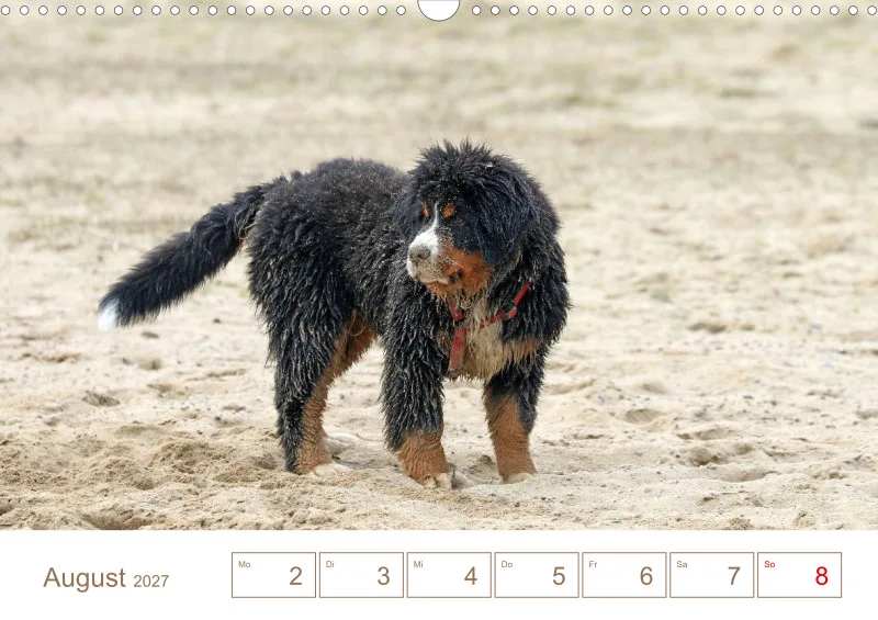 Berner Sennenhunde