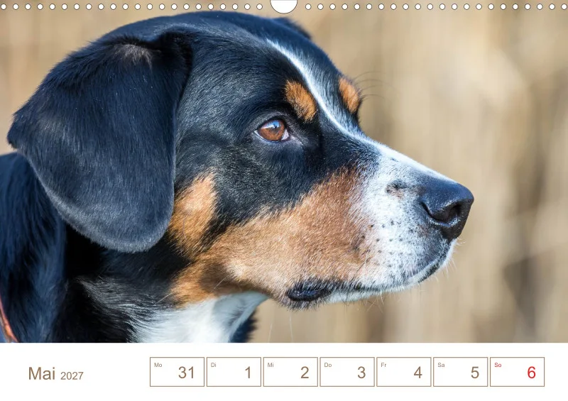 Entlebucher Sennenhunde/Wochenkalender