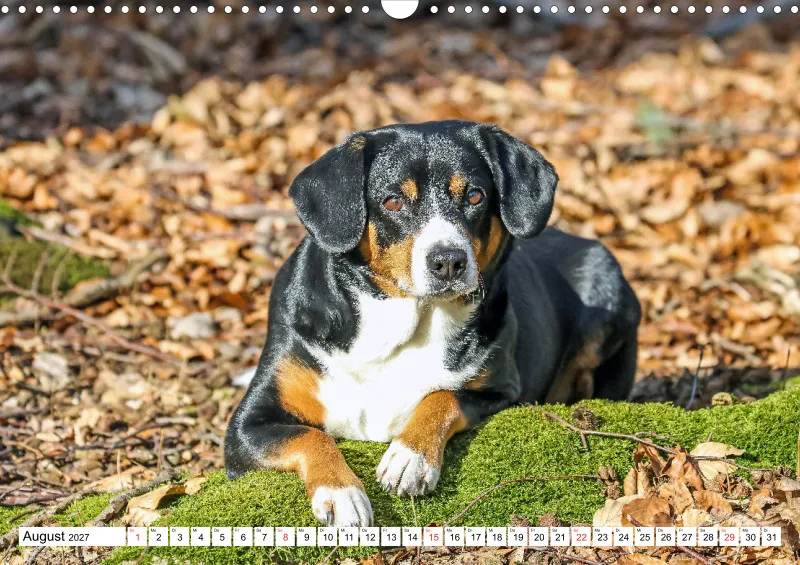 Entlebucher Sennenhund