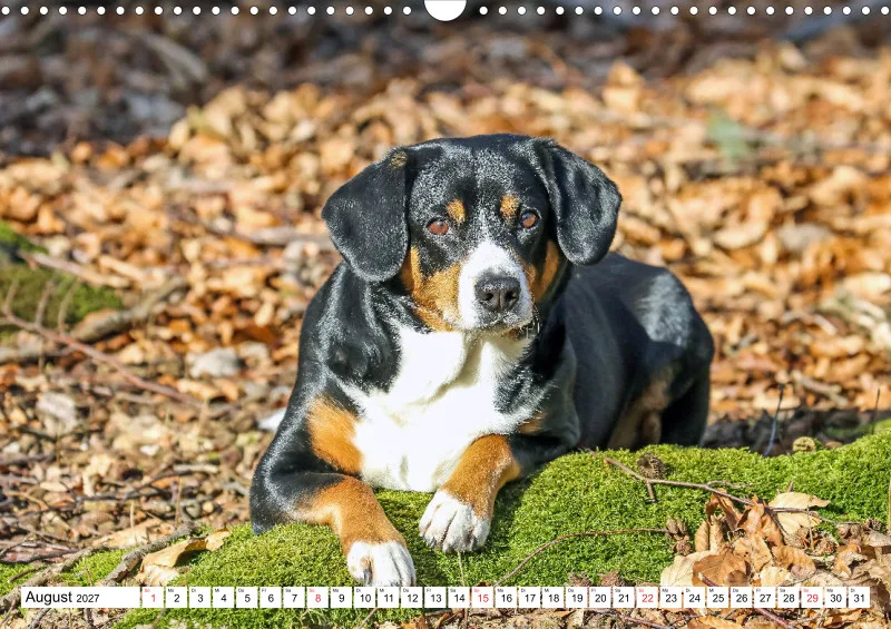 Entlebucher Sennenhund