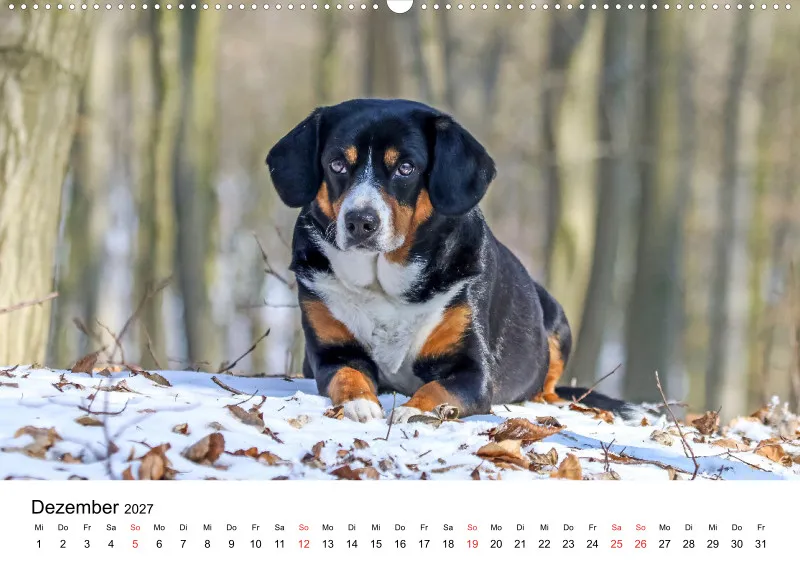 Entlebucher Sennenhund