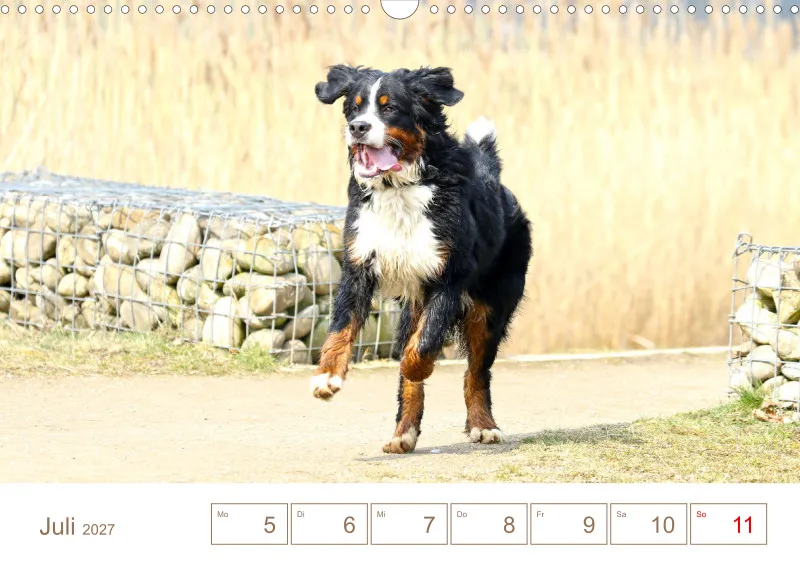 Berner Sennenhunde