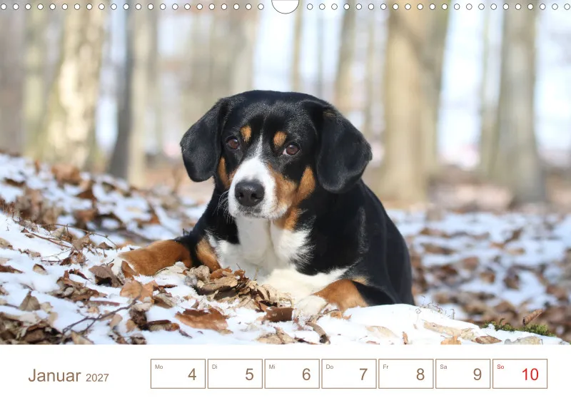 Entlebucher Sennenhunde/Wochenkalender