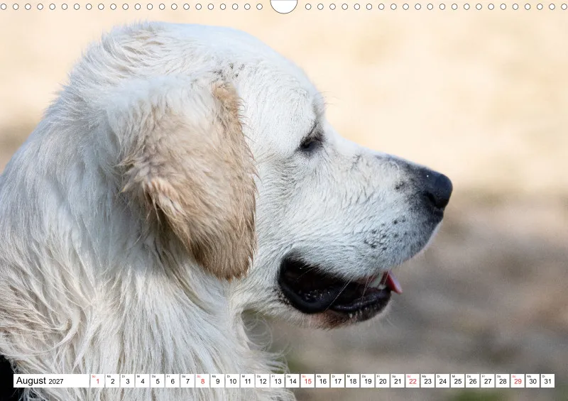 Weiße Retriever am Strand