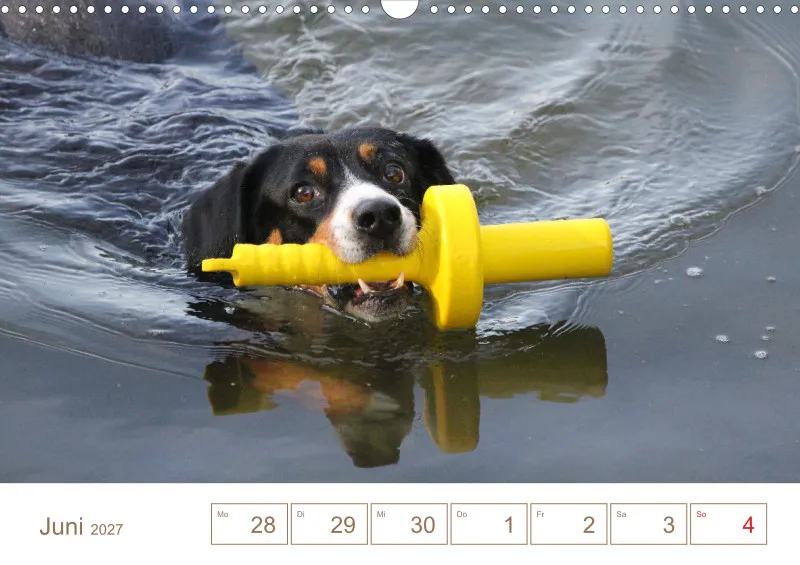Entlebucher Sennenhunde/Wochenkalender