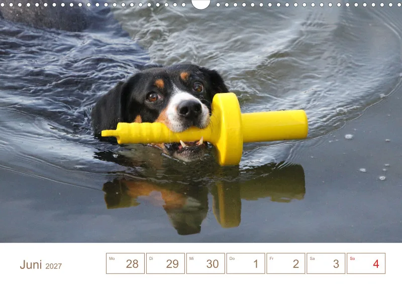 Entlebucher Sennenhunde/Wochenkalender