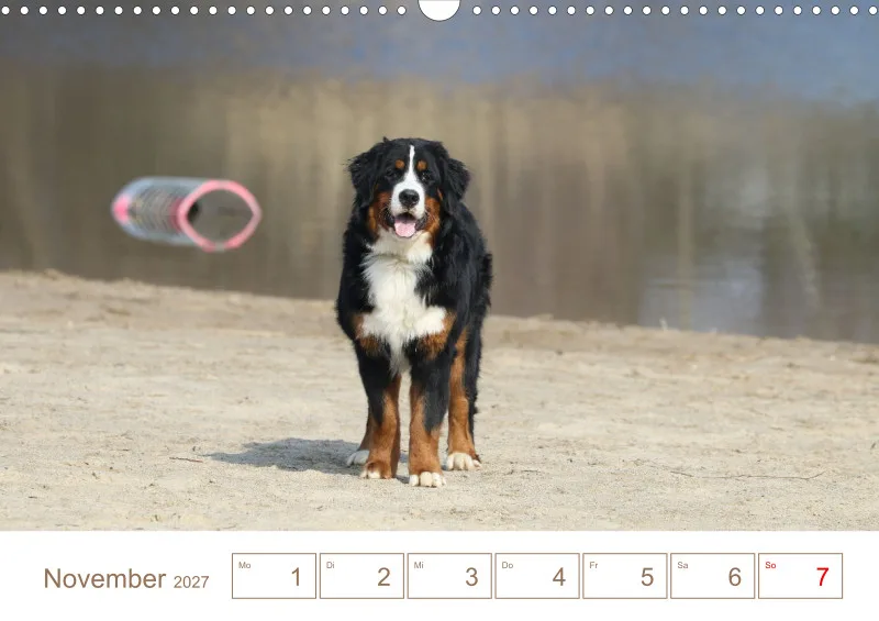 Berner Sennenhunde