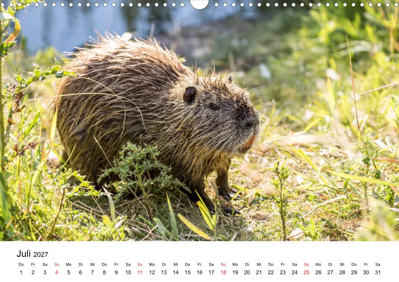 NUTRIA