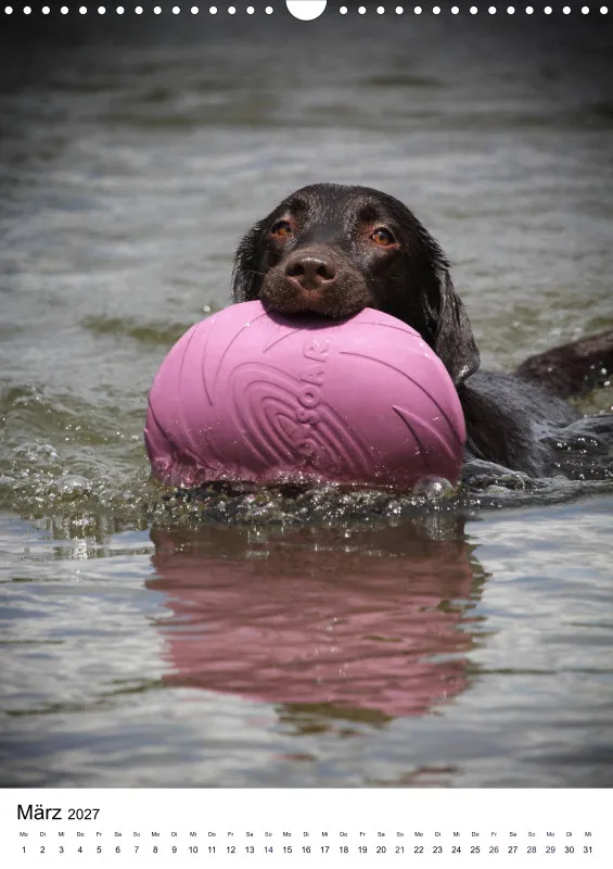 Labrador