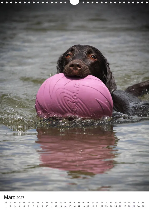 Labrador