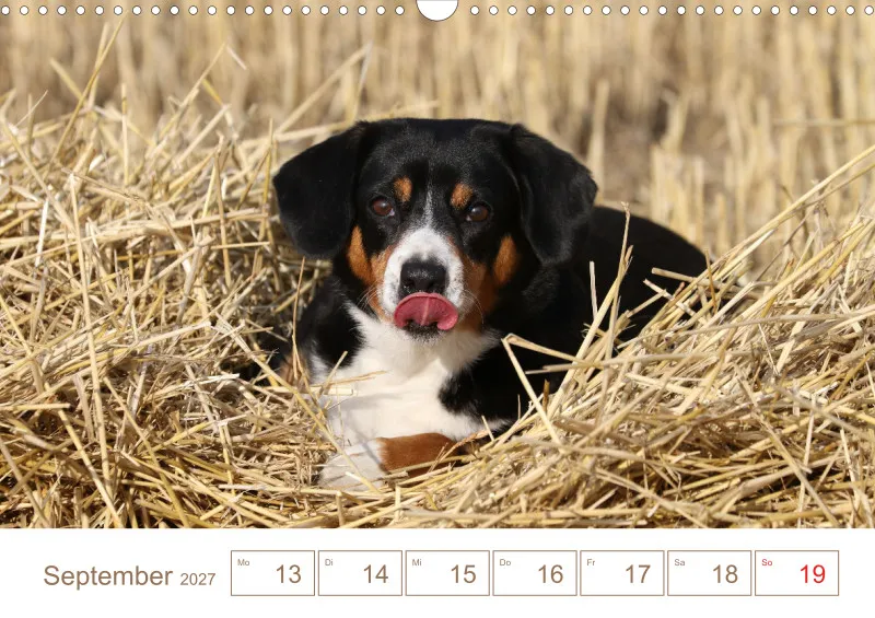 Entlebucher Sennenhunde/Wochenkalender