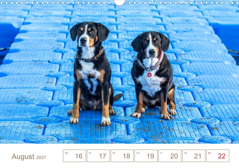 Entlebucher Sennenhunde/Wochenkalender