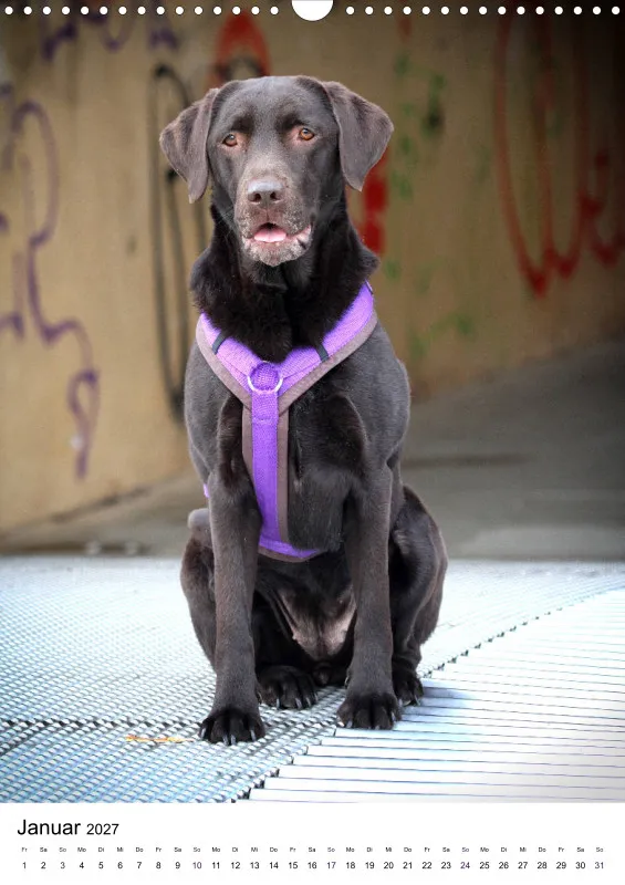Labrador