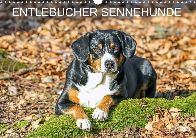 Entlebucher Sennenhund