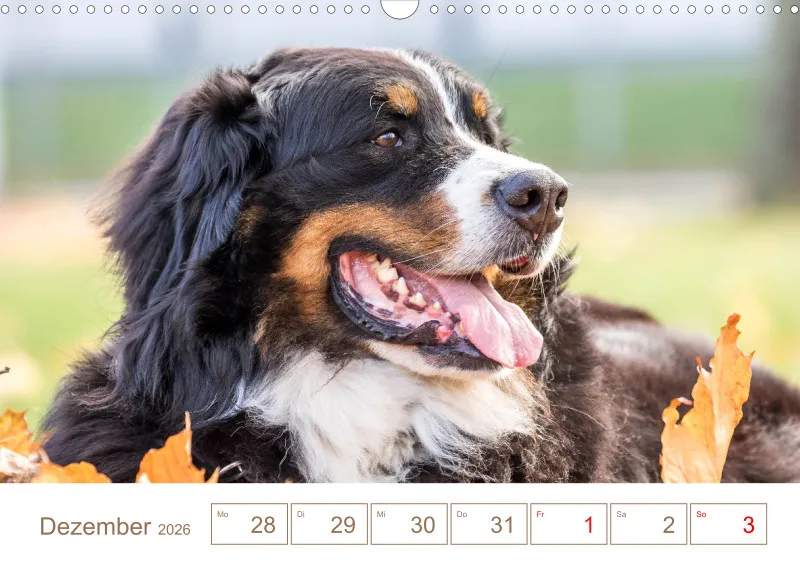 Berner Sennenhunde