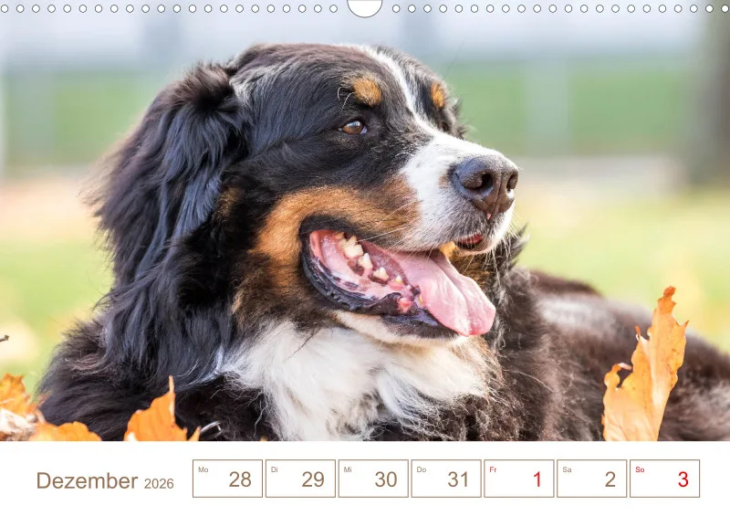 Berner Sennenhunde