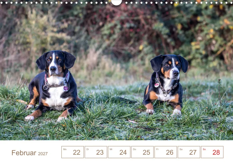 Entlebucher Sennenhunde/Wochenkalender