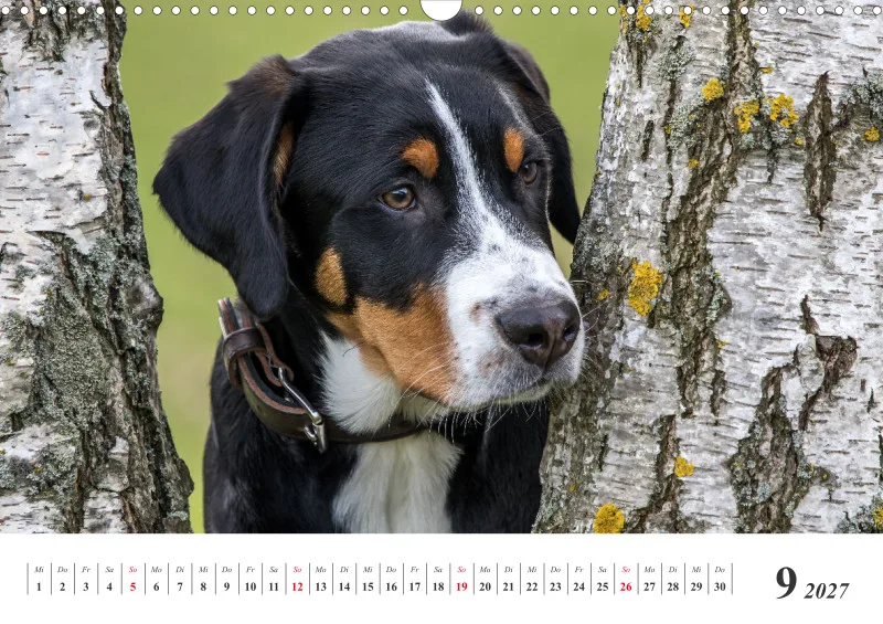 Sennenhund Rassen