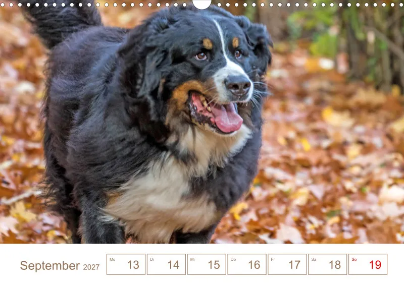 Berner Sennenhunde