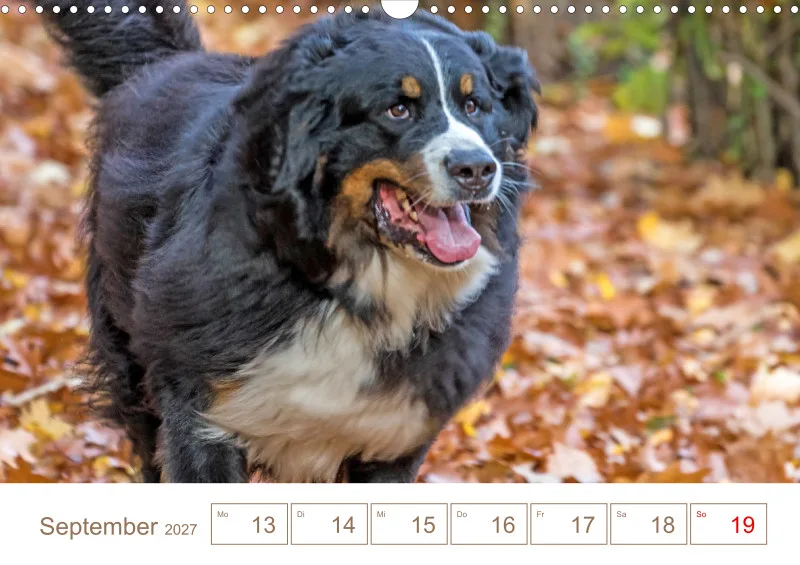 Berner Sennenhunde