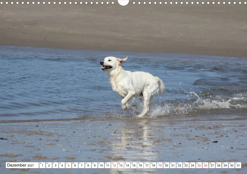 Weiße Retriever am Strand