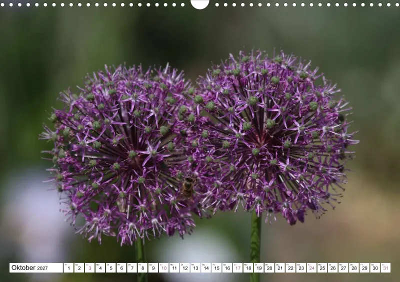 Allium