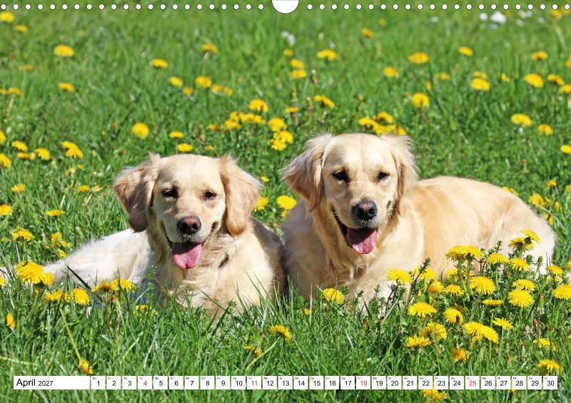 Golden Retriever