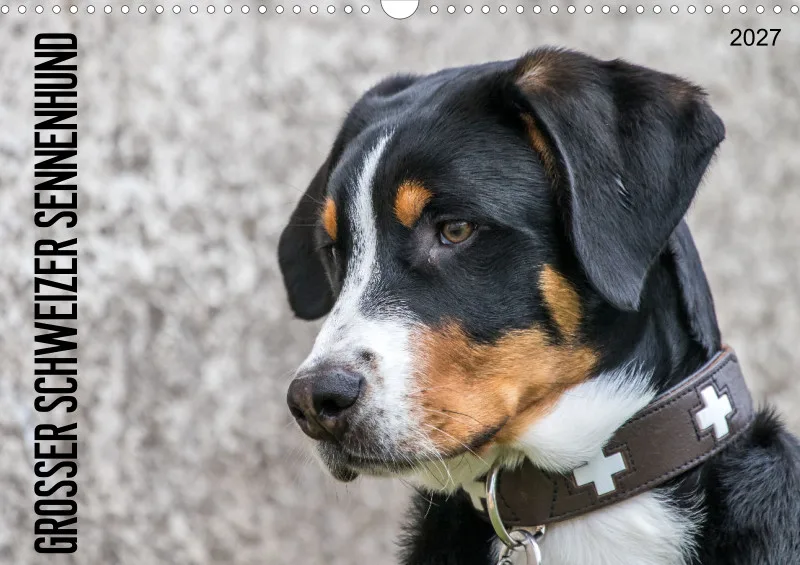 Grosser Schweizer Sennenhund