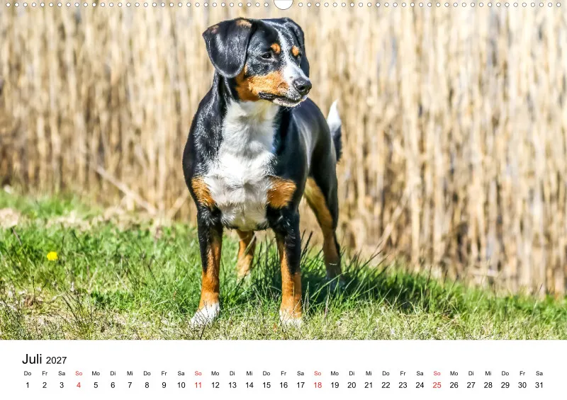 Entlebucher Sennenhund