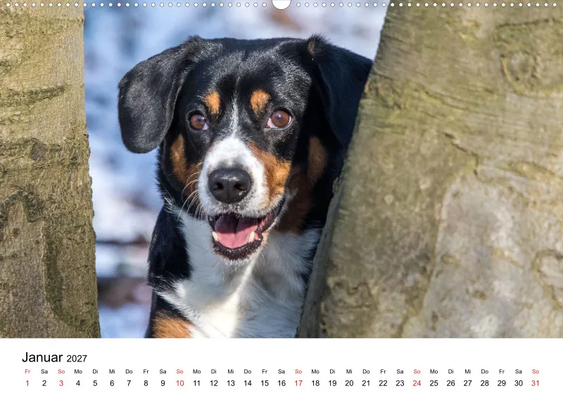 Entlebucher Sennenhund