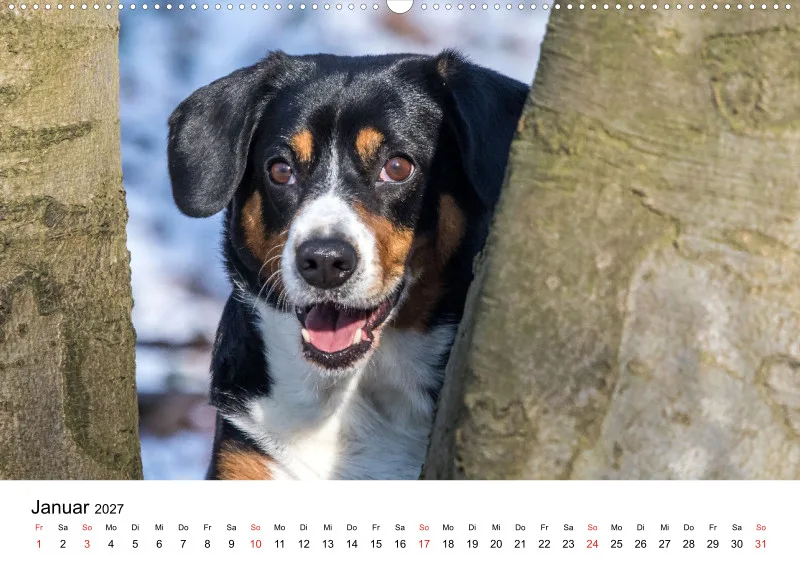Entlebucher Sennenhund