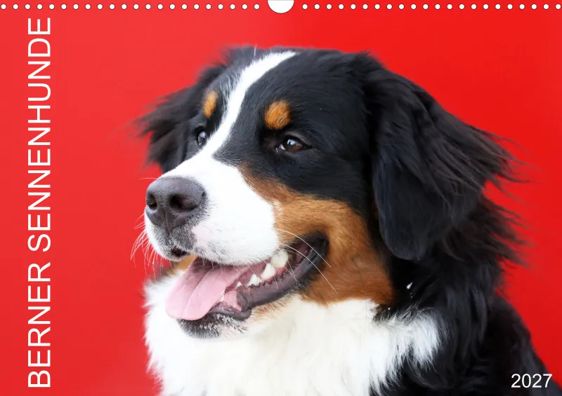 Berner Sennenhunde