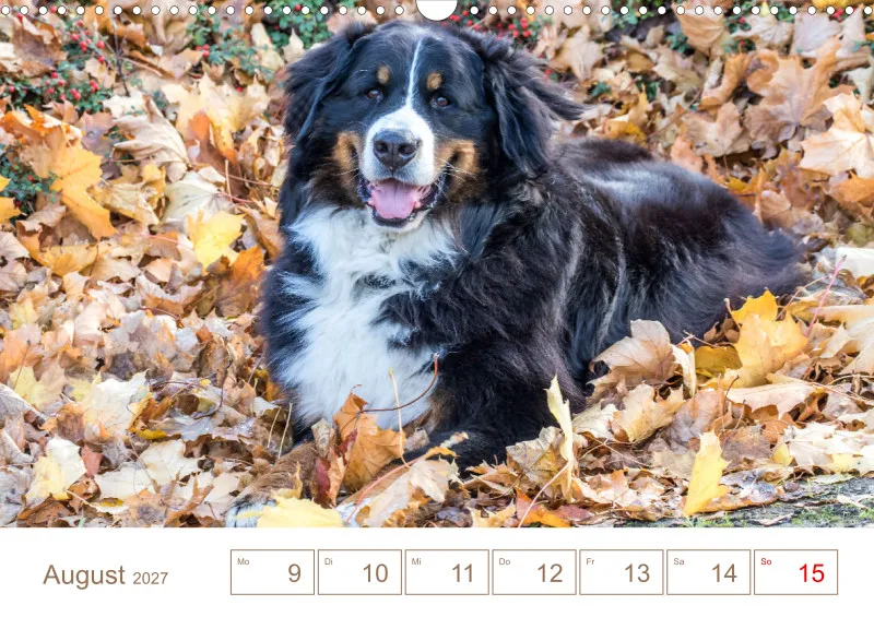 Berner Sennenhunde