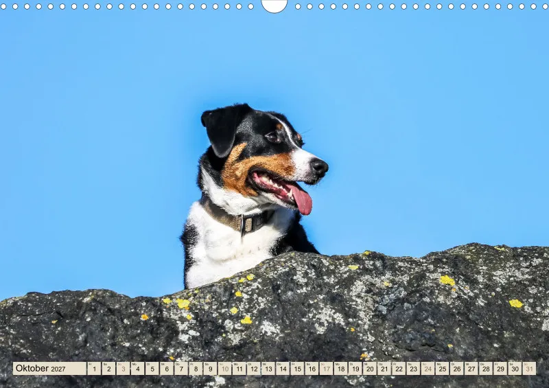 Appenzeller Sennenhunde