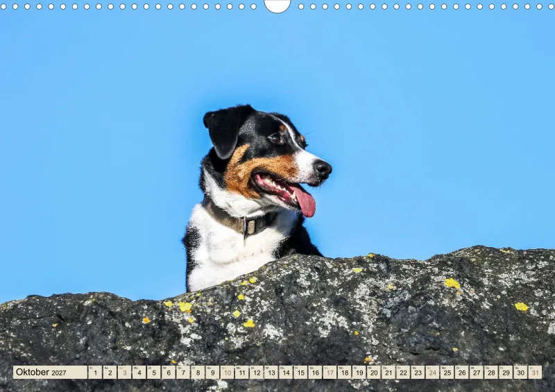 Appenzeller Sennenhunde