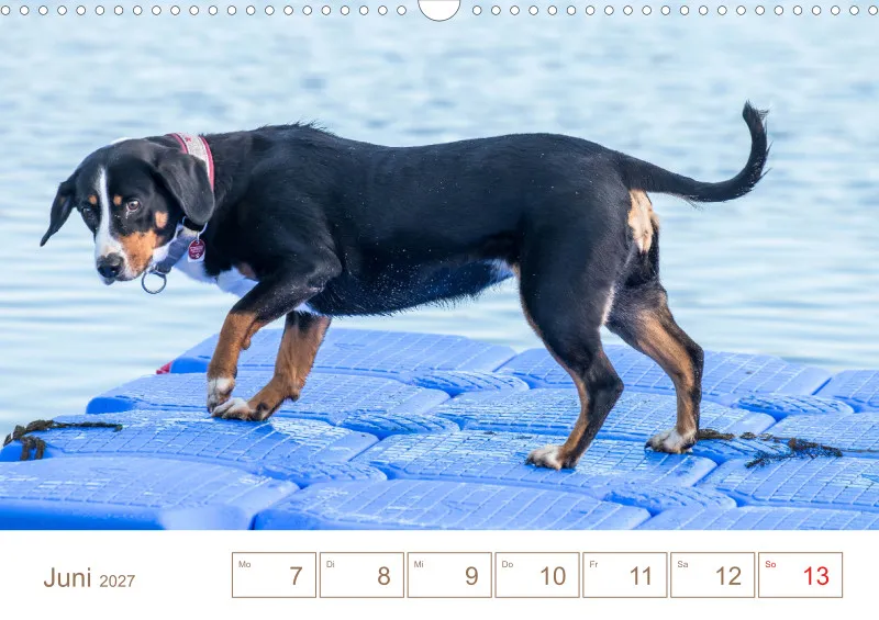 Entlebucher Sennenhunde/Wochenkalender