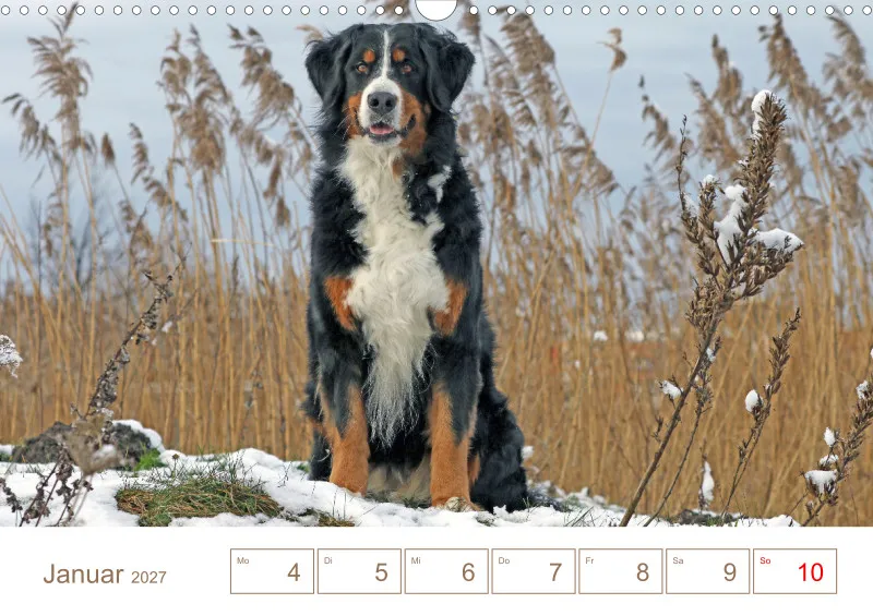 Berner Sennenhunde