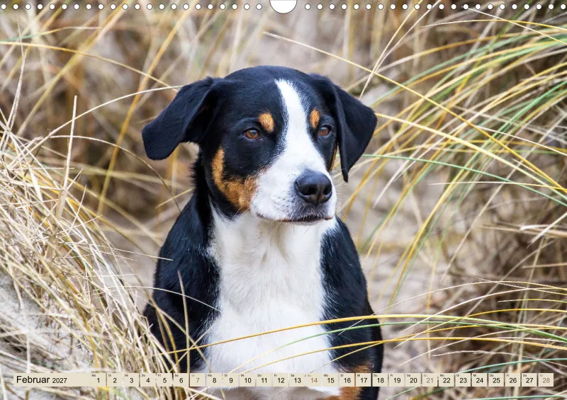 Appenzeller Sennenhunde