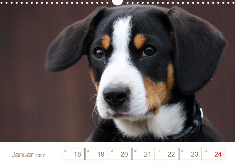 Entlebucher Sennenhunde/Wochenkalender