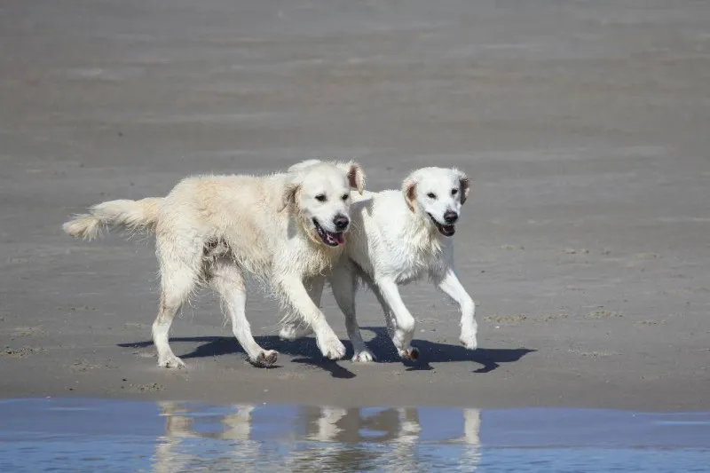 Retriever