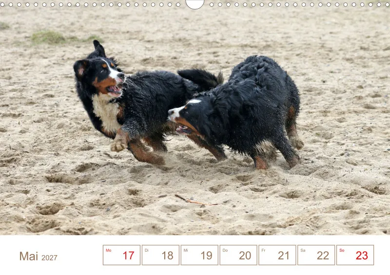 Berner Sennenhunde