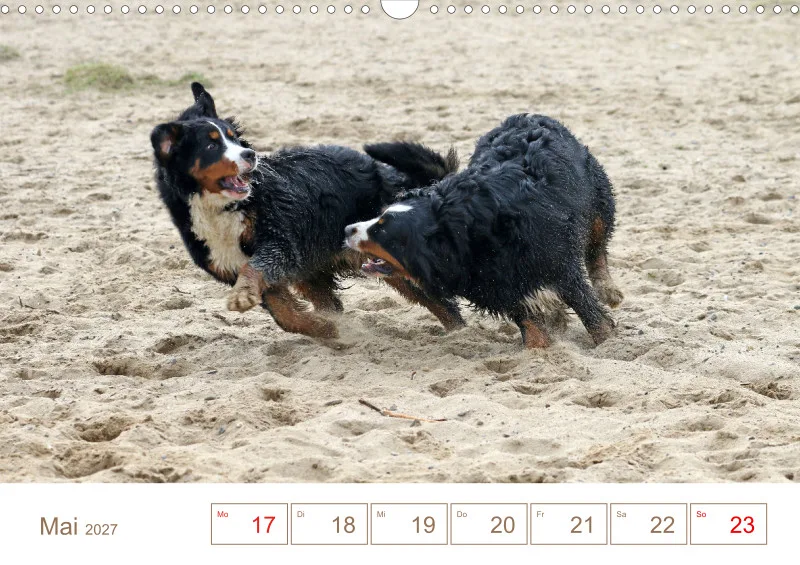 Berner Sennenhunde