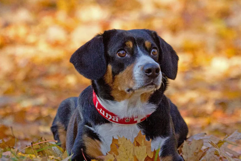 Entelbucher Sennehund
