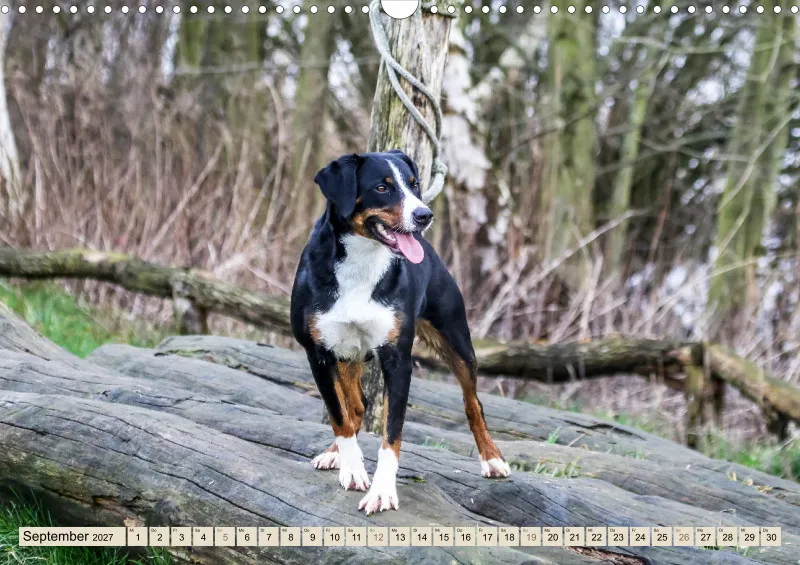 Appenzeller Sennenhunde